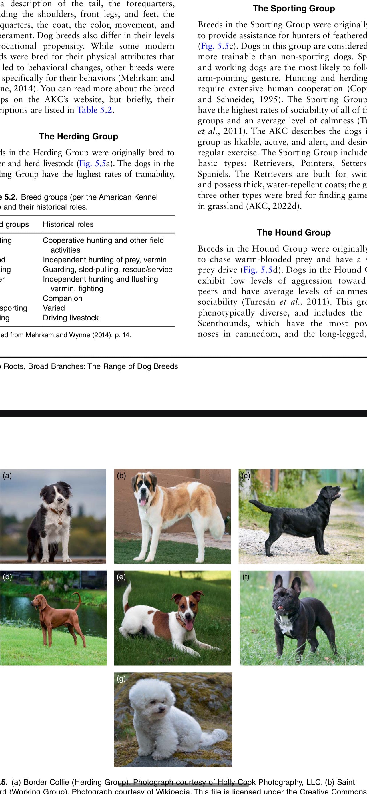 The Dog Care Handbook + 2 Bonuses!